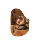 もん吉 4（個別スタンプ：6）