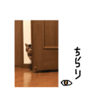 もん吉 4（個別スタンプ：7）