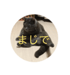 いくら先生②（個別スタンプ：3）