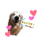愛犬きんぐの日常（個別スタンプ：1）