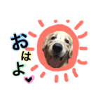 愛犬きんぐの日常（個別スタンプ：2）