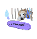 愛犬きんぐの日常（個別スタンプ：3）