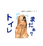 愛犬きんぐの日常（個別スタンプ：5）