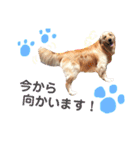 愛犬きんぐの日常（個別スタンプ：7）