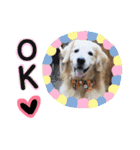 愛犬きんぐの日常（個別スタンプ：8）