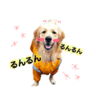 愛犬きんぐの日常（個別スタンプ：9）
