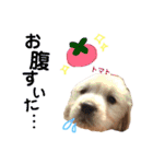 愛犬きんぐの日常（個別スタンプ：10）