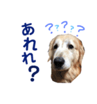 愛犬きんぐの日常（個別スタンプ：12）