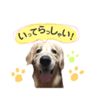 愛犬きんぐの日常（個別スタンプ：13）