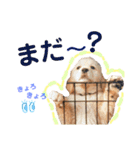 愛犬きんぐの日常（個別スタンプ：14）