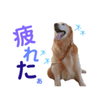愛犬きんぐの日常（個別スタンプ：15）