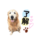 愛犬きんぐの日常（個別スタンプ：16）