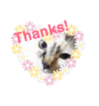 犬と猫とうさぎ（個別スタンプ：3）
