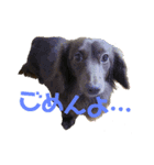 犬と猫とうさぎ（個別スタンプ：5）