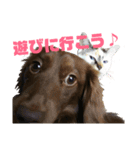 犬と猫とうさぎ（個別スタンプ：6）