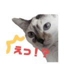 犬と猫とうさぎ（個別スタンプ：7）
