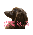 犬と猫とうさぎ（個別スタンプ：8）