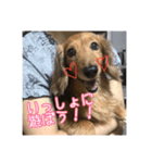 愛犬♡cyaron（個別スタンプ：1）