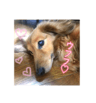 愛犬♡cyaron（個別スタンプ：2）