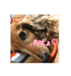 愛犬♡cyaron（個別スタンプ：3）