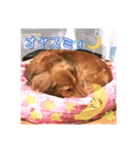 愛犬♡cyaron（個別スタンプ：4）