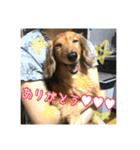 愛犬♡cyaron（個別スタンプ：5）