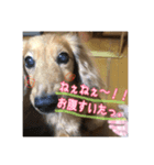 愛犬♡cyaron（個別スタンプ：6）
