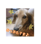 愛犬♡cyaron（個別スタンプ：8）