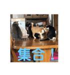 あんじーと14にゃんず14（個別スタンプ：3）