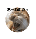 あんじーと14にゃんず14（個別スタンプ：4）