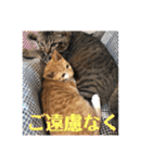 あんじーと14にゃんず14（個別スタンプ：7）