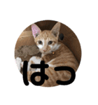 あんじーと14にゃんず14（個別スタンプ：9）