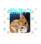 あんじーと14にゃんず14（個別スタンプ：14）