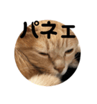 あんじーと14にゃんず14（個別スタンプ：15）