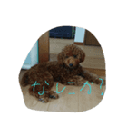 犬でっせ（個別スタンプ：2）
