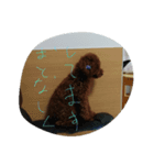 犬でっせ（個別スタンプ：7）