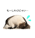 Indian cat, Billy (インド猫ビリー)（個別スタンプ：1）