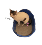 Indian cat, Billy (インド猫ビリー)（個別スタンプ：2）