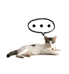 Indian cat, Billy (インド猫ビリー)（個別スタンプ：3）
