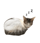 Indian cat, Billy (インド猫ビリー)（個別スタンプ：4）