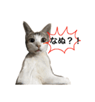 Indian cat, Billy (インド猫ビリー)（個別スタンプ：5）