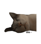 Indian cat, Billy (インド猫ビリー)（個別スタンプ：6）