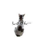 Indian cat, Billy (インド猫ビリー)（個別スタンプ：8）