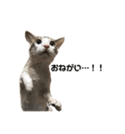 Indian cat, Billy (インド猫ビリー)（個別スタンプ：9）