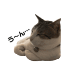 Indian cat, Billy (インド猫ビリー)（個別スタンプ：10）