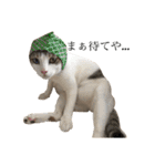 Indian cat, Billy (インド猫ビリー)（個別スタンプ：12）