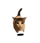 Indian cat, Billy (インド猫ビリー)（個別スタンプ：14）