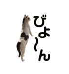 Indian cat, Billy (インド猫ビリー)（個別スタンプ：16）