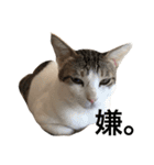 Indian cat, Billy (インド猫ビリー)（個別スタンプ：17）