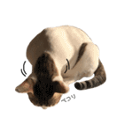 Indian cat, Billy (インド猫ビリー)（個別スタンプ：18）